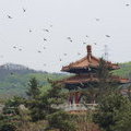 Птицы над храмом. Колокольная башня