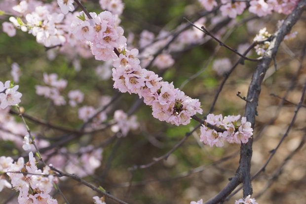 Цветущие ветви сакуры