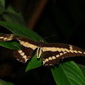 Бабочка (Парусник Тоас / Papilio thoas)
