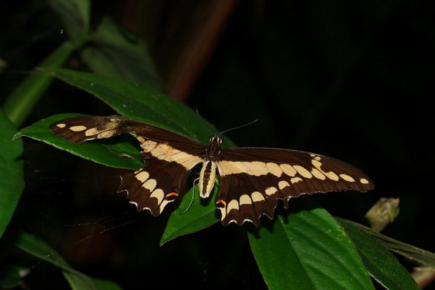 Бабочка (Парусник Тоас / Papilio thoas)