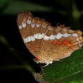 Бабочка в сердечках (Anartia fatima)