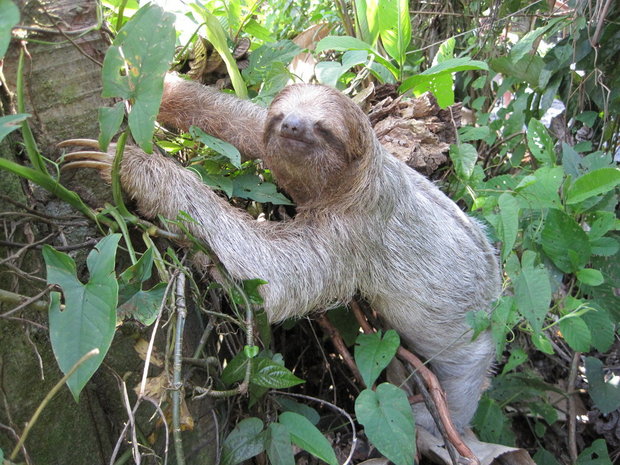 Ленивец Коста Рики