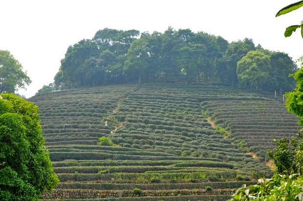 Ханчжоу. Чайная плантация