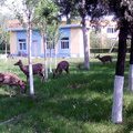 Маленькие олени на территории санатория Таганцзы