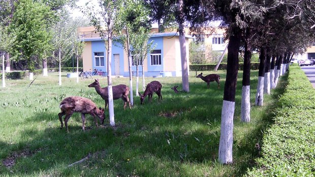 Маленькие олени на территории санатория Таганцзы