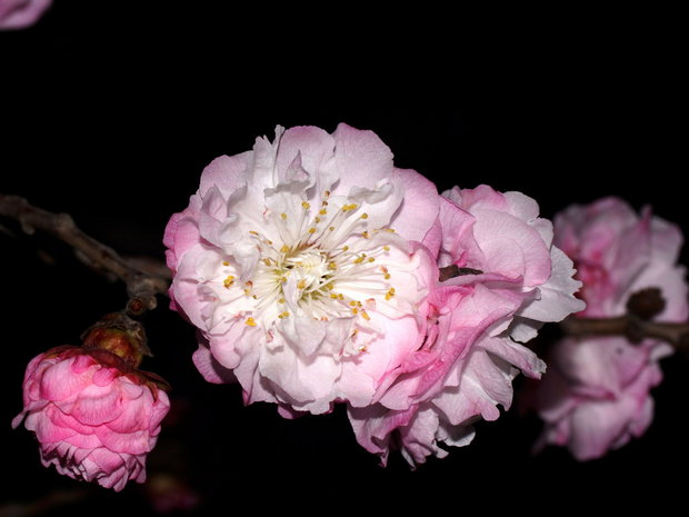 Цветки сакуры