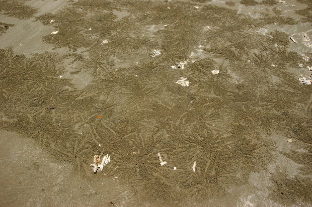 Крабьи следы на песке (Sand bubbler crabs / sand-bubblers)