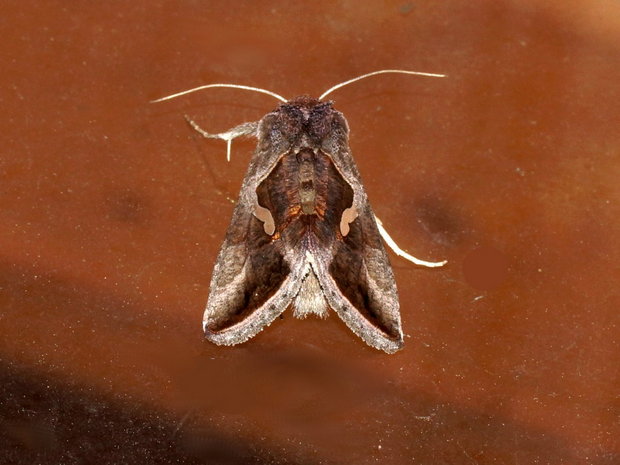 Ночная бабочка Металловидка капля (Macdunnoughia confusa)