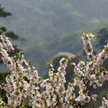 Сакура в горах Цяншань
