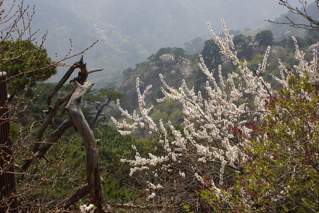 Сакура в горах Цяншань