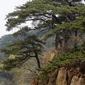 Сосны национального парка Цяншань