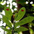 Колумнея с сердечками на листьях (Columnea consanguinea)