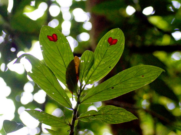 Колумнея с сердечками на листьях (Columnea consanguinea)