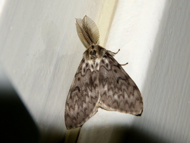 Ночная бабочка Шелкопряд-монашенка (Lymantria monacha)