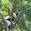 Две панды на дереве
