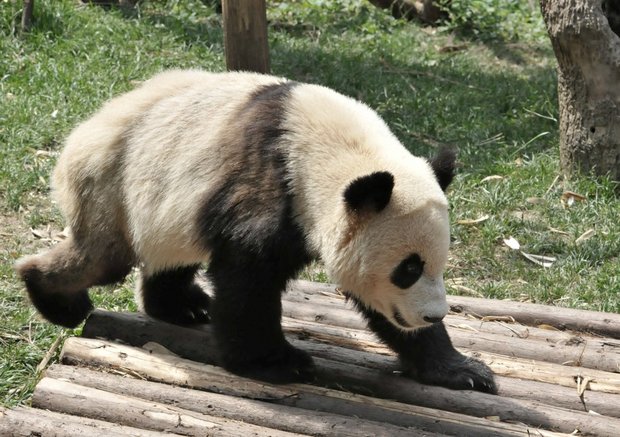 Гигантская панда, Исследовательский питомник гигантской панды, Чэнду, Китай