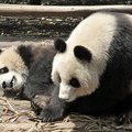 Гигантская панда, Исследовательский питомник гигантской панды, Чэнду, Китай