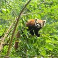 Малая панда, Исследовательский питомник гигантской панды, Чэнду, Китай