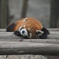Малая панда, Исследовательский питомник гигантской панды, Чэнду, Китай