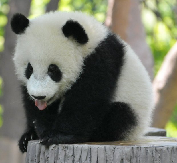 Медвежонок гигантсткой панды, Исследовательский питомник гигантской панды, Чэнду, Китай