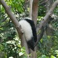 Молодая гигантская панда. Исследовательский питомник гигантской панды, Чэнду, Китай