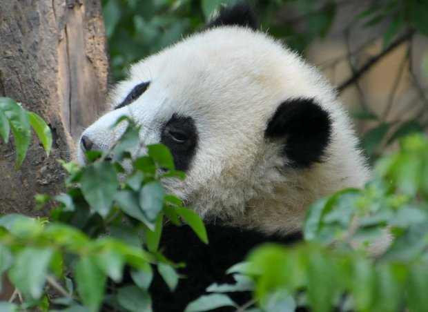 Молодая гигантская панда. Исследовательский питомник гигантской панды, Чэнду, Китай