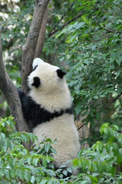 Панда лезет на дерево