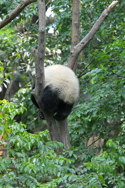 Панда лезет на дерево