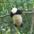 Панда падает с дерева