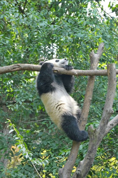 Панда перелезает с дерева на дерево