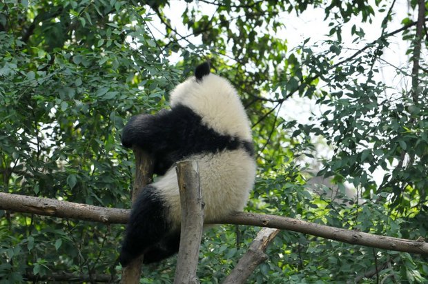 Панда перелезает с дерева на дерево