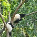 Панда перелезла на другое дерево