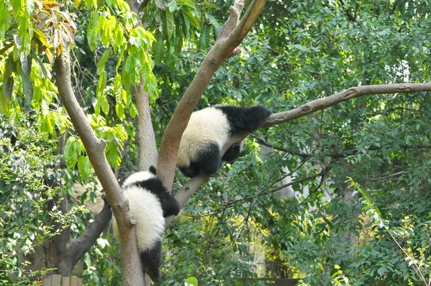 Панда перелезла на другое дерево