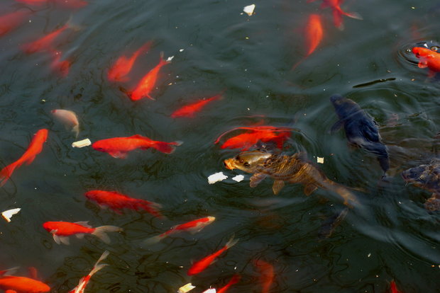 Рыбы в пруду