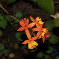 Дикая орхидея (Эпидендрум укореняющийся / Epidendrum radicans)