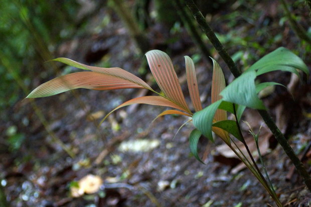 Лист пальмы  Calyptrogyne ghiesbreghtiana