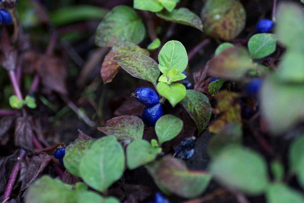 Синие ягодки Coccocypselum herbaceum (Rubiaceae)