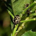 Клопы (Рапсовый клоп / Eurydema oleracea)