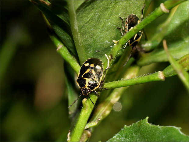 Клопы (Рапсовый клоп / Eurydema oleracea)
