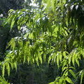 Ашока (Polyalthia longifolia)