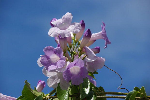 Чесночная лиана (Mansoa alliacea (Bignoniaceae))
