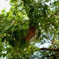 Гнездо на ветке муравьиного дерева