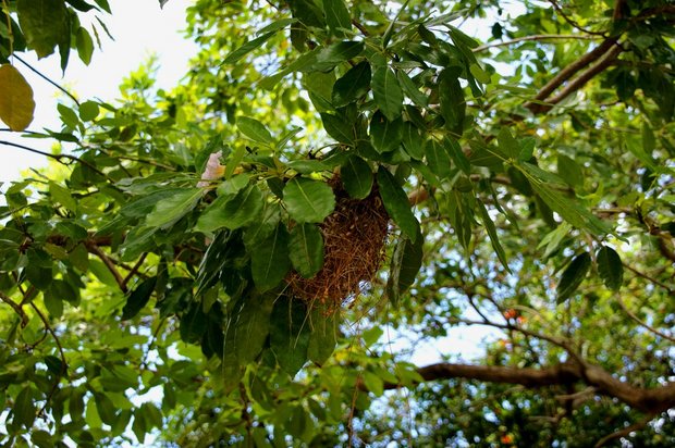 Гнездо на ветке муравьиного дерева