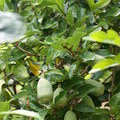 Фикус карликовый (Ficus pumila)