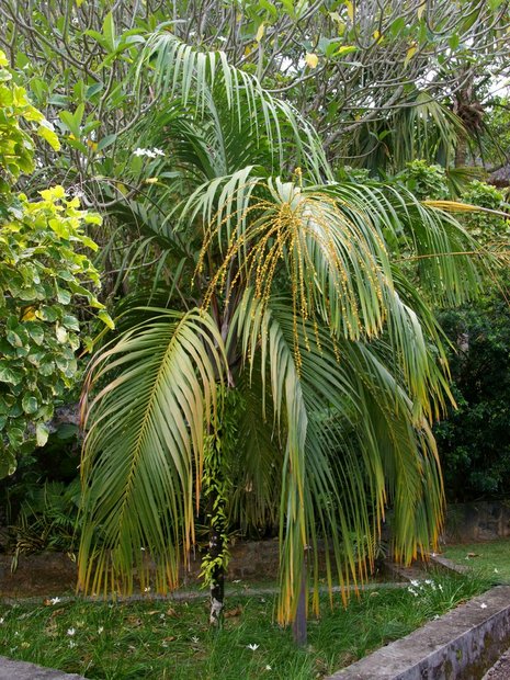 Пальма Nephrosperma vanhoutteanum 
