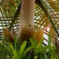 Плоды салатной пальмы (Deckenia nobilis)