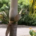 Салатная пальма (Deckenia nobilis)