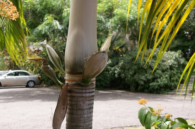 Салатная пальма (Deckenia nobilis)