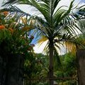 Салатная пальма