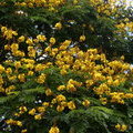 Цветущее дерево Пелтофорум ( Peltophorum)